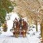 Sleigh rides in the snow Horses pulling sleigh