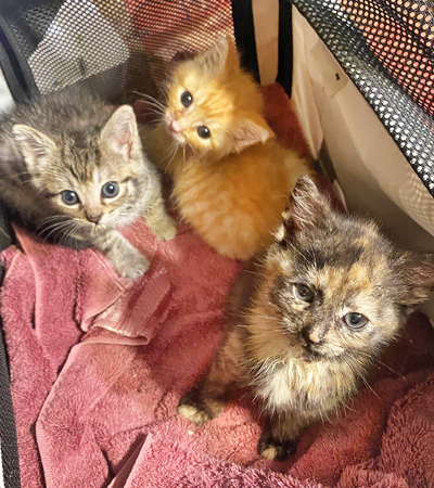 Three kittens.